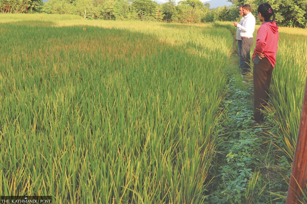 Whitefly outbreak affects hectares of paddy in Palpa