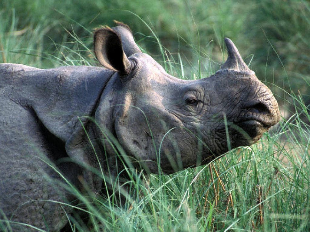 Rhino attacks tourist guide in Chitwan